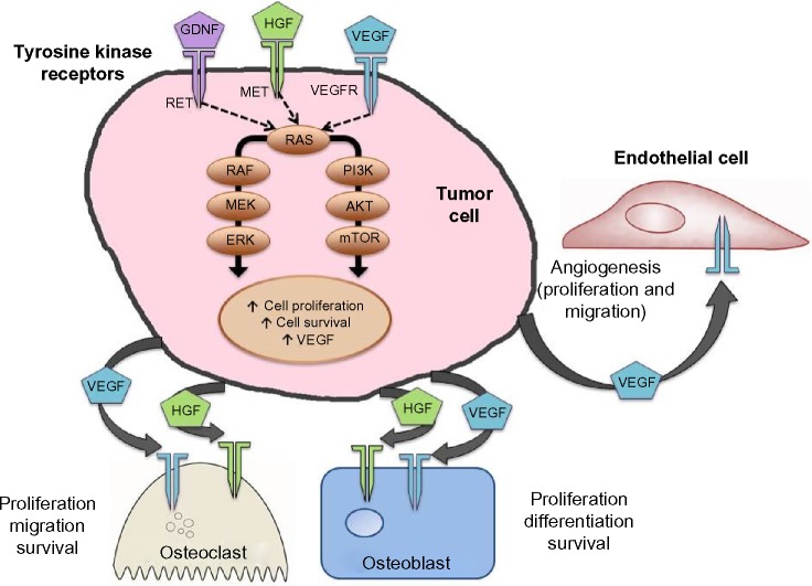 lenvatinib werkingsmechanisme 2